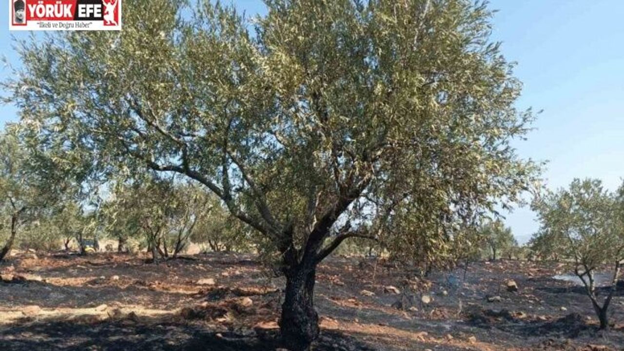 Karacasu’da tarım arazisi yandı, Başkan Büyükyapıcı uyardı