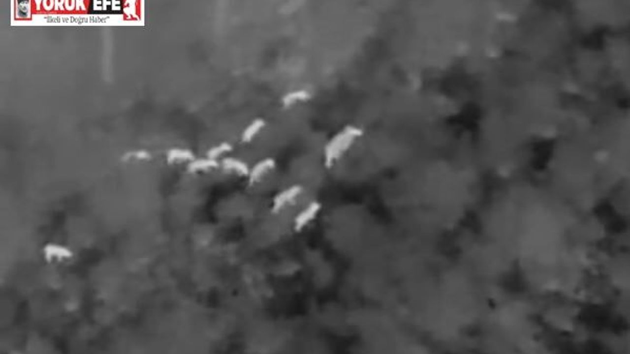 Milli Park’ta yaban domuzlarıyla etkin mücadele devam ediyor