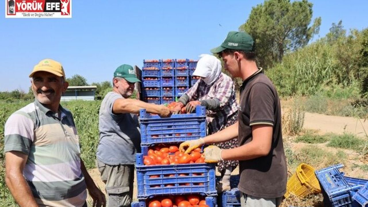 Sıcak hava domatesi vurdu, Aydınlı üretici verim kaybı yaşadı