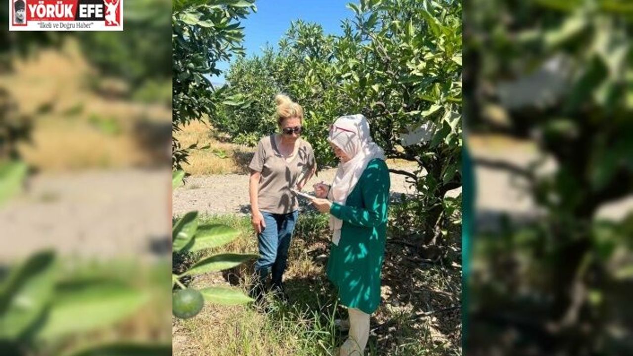 Söke’de tarla ve bahçelerde zararlı kontrolleri gerçekleştirildi