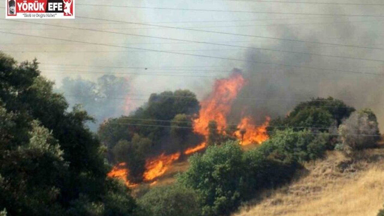 Zirai alanda başlayan yangın ormana sıçradı müdahale devam ediyor