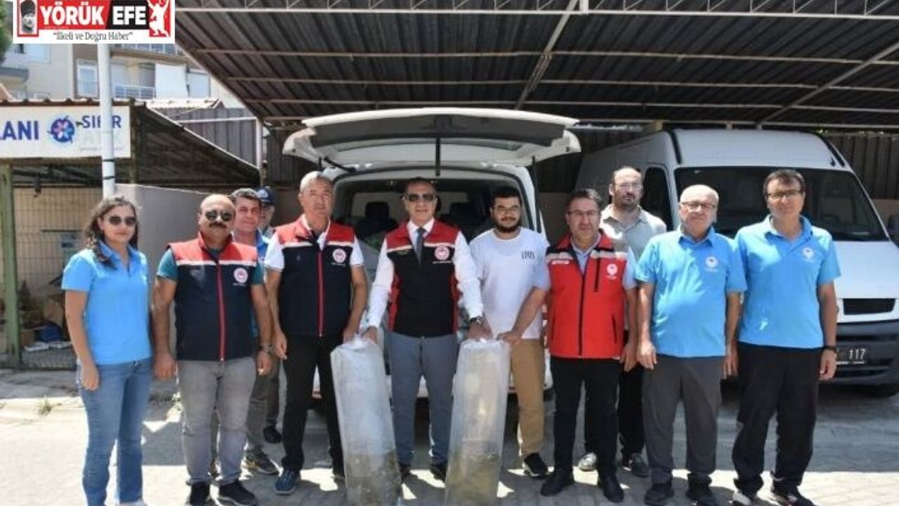 Aydın’da 153 bin sazan yavrusu doğayla buluştu