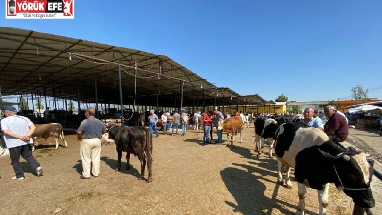Aydın’da canlı hayvan nakliyesi ile ilgili eğitim verilecek