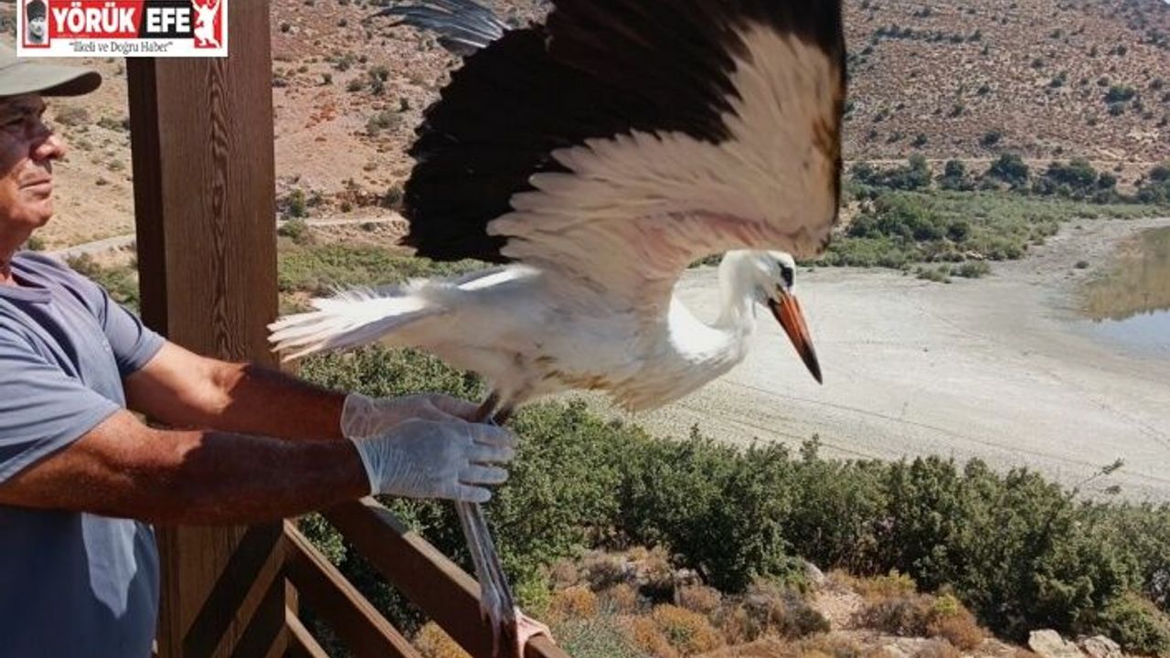 Aydın’da kurtarılan leylek ve flamingo doğaya salındı