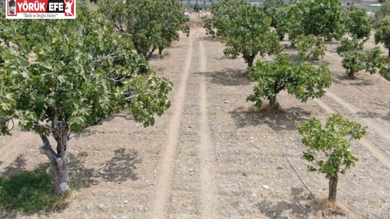Aydın’dan, iklim değişikliği sorununa doğal çözüm