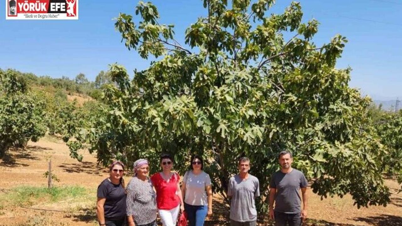 AYTO’dan Aydın inciri için ’Coğrafi İşaret’ denetimi