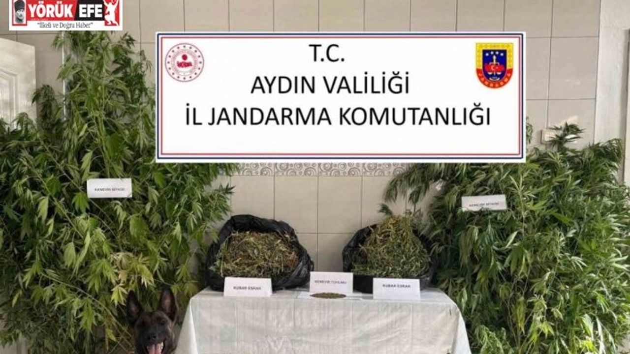 Bozdoğan’da uyuşturucu operasyonu: "Ormanlık alanda kenevir yetiştirmiş"