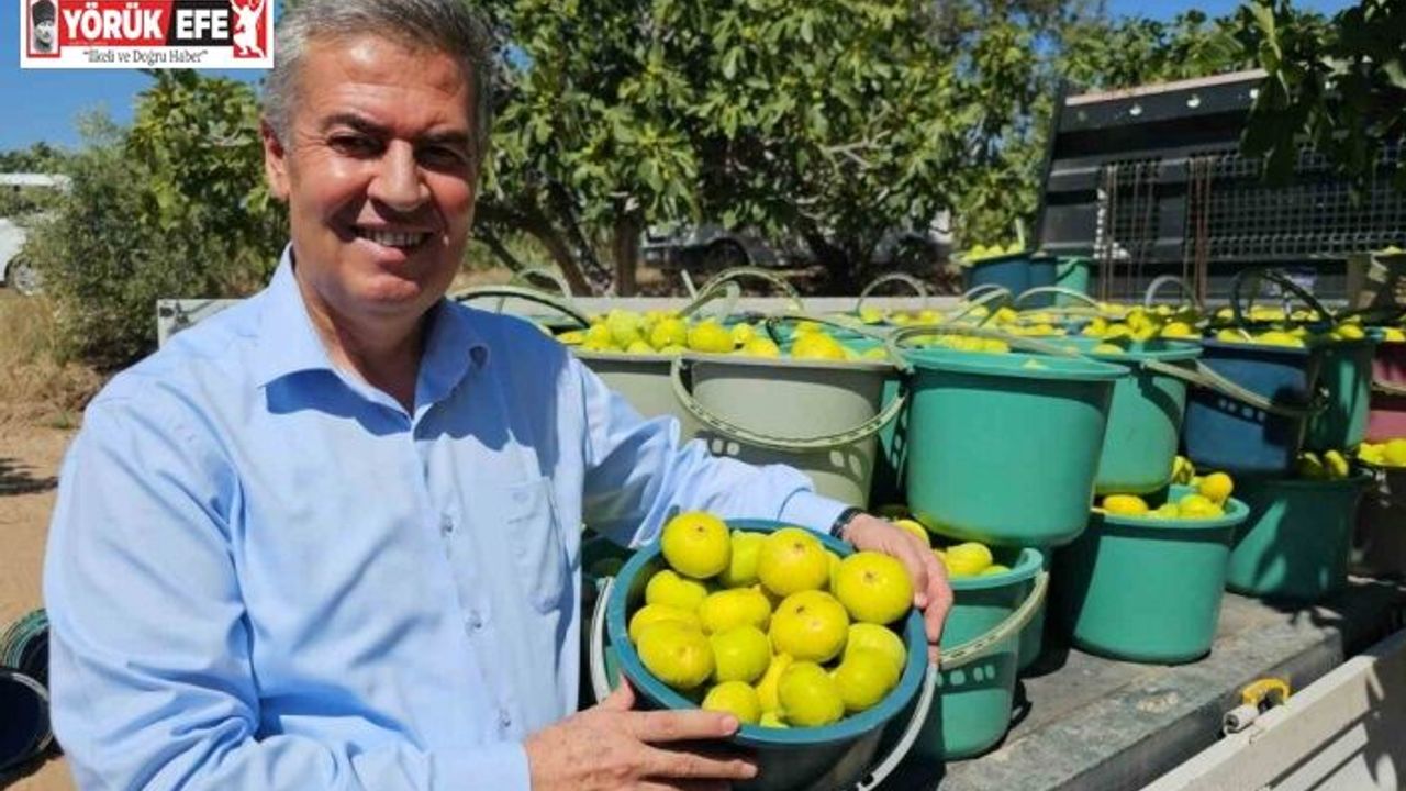 Buharkent Taze İncir Festivali Cuma günü başlıyor