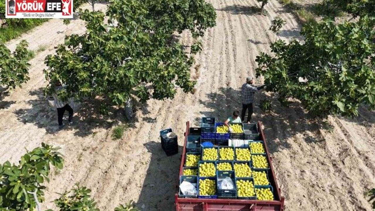 Buharkent’in damak çatlatan lezzeti taze incir, sofralarda yerini aldı