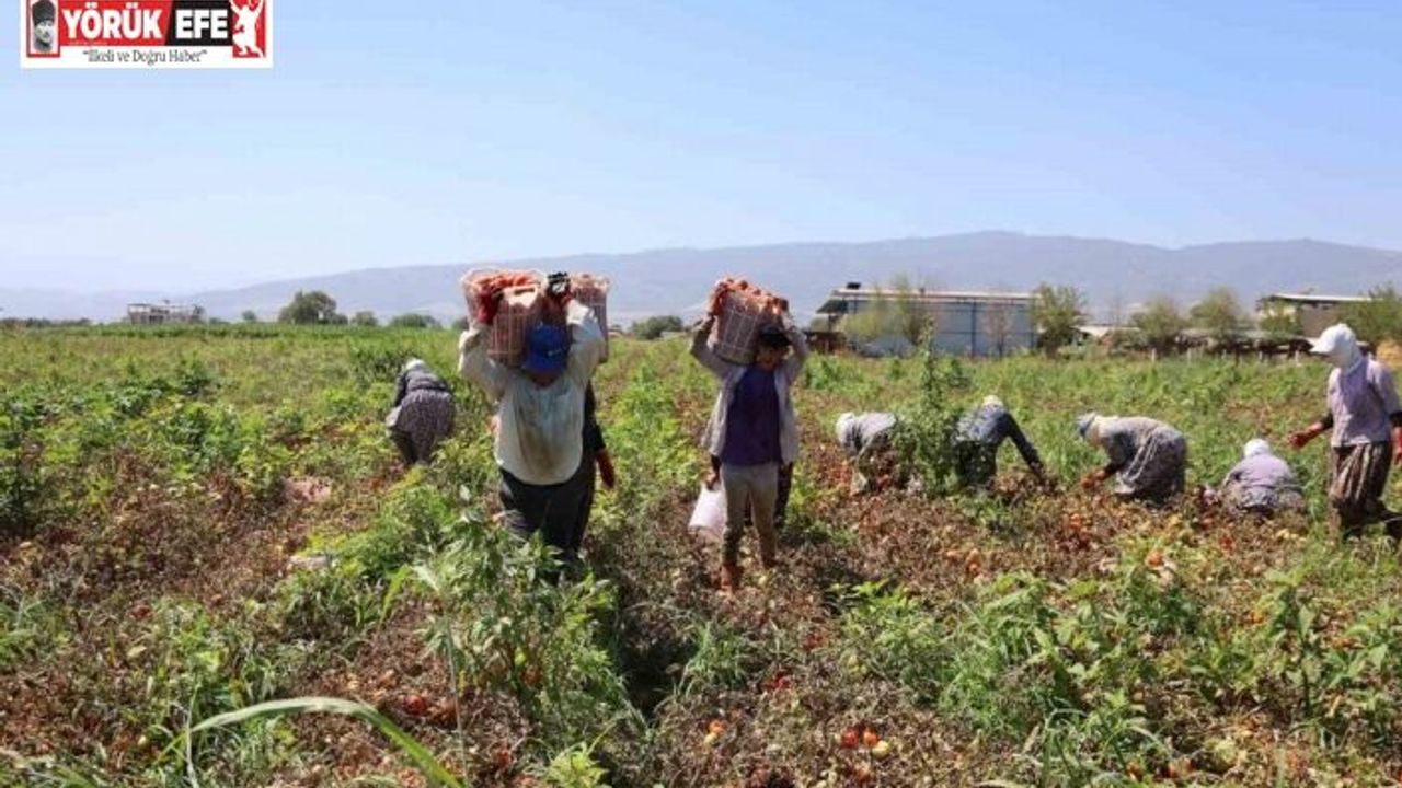 Domates işçileri çöl sıcaklarında saati 250 TL’ye ter döküyor