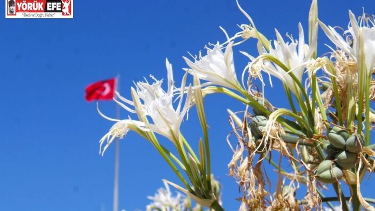 EKODOSD Başkanı Sürücü uyardı: "Kum zambakları yok olma tehlikesiyle karşı karşıya"