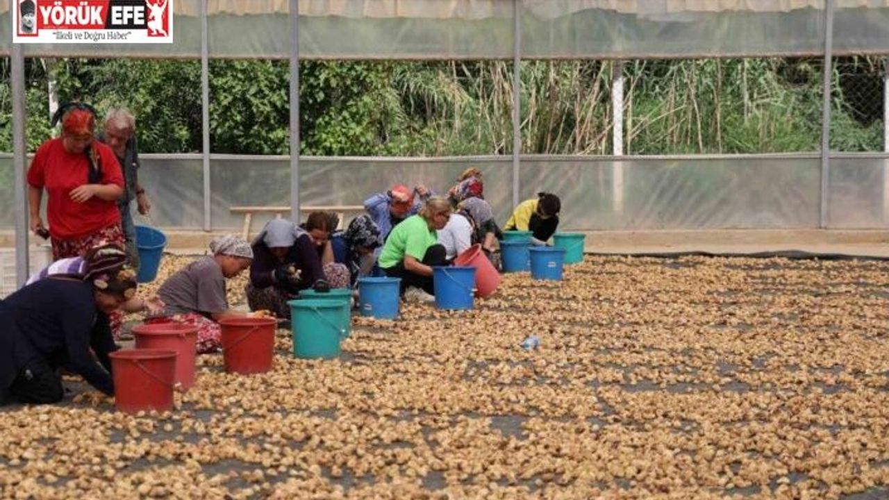 İncirlerini kurutmaya başlayan üreticilerin en büyük sıkıntısı hırsızlar