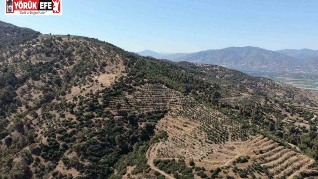 Karacasu Kaymakamlığı orman yangını riskine dikkat çekti