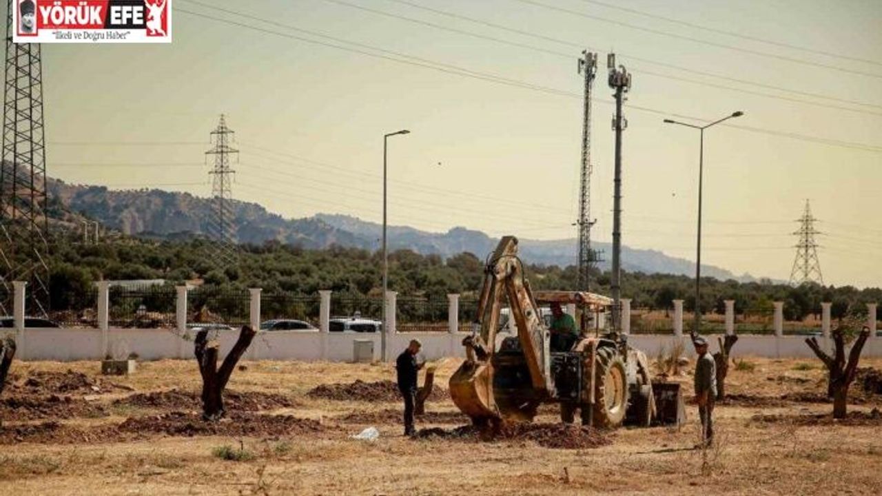 Üniversite kampüsündeki 6 tarihi zeytin ağacı yeni yerlerine taşındı