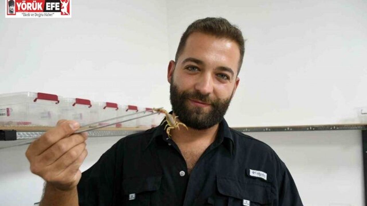 Aydın’da 750 akrepten 4 ayda 4 bin yavru elde etti