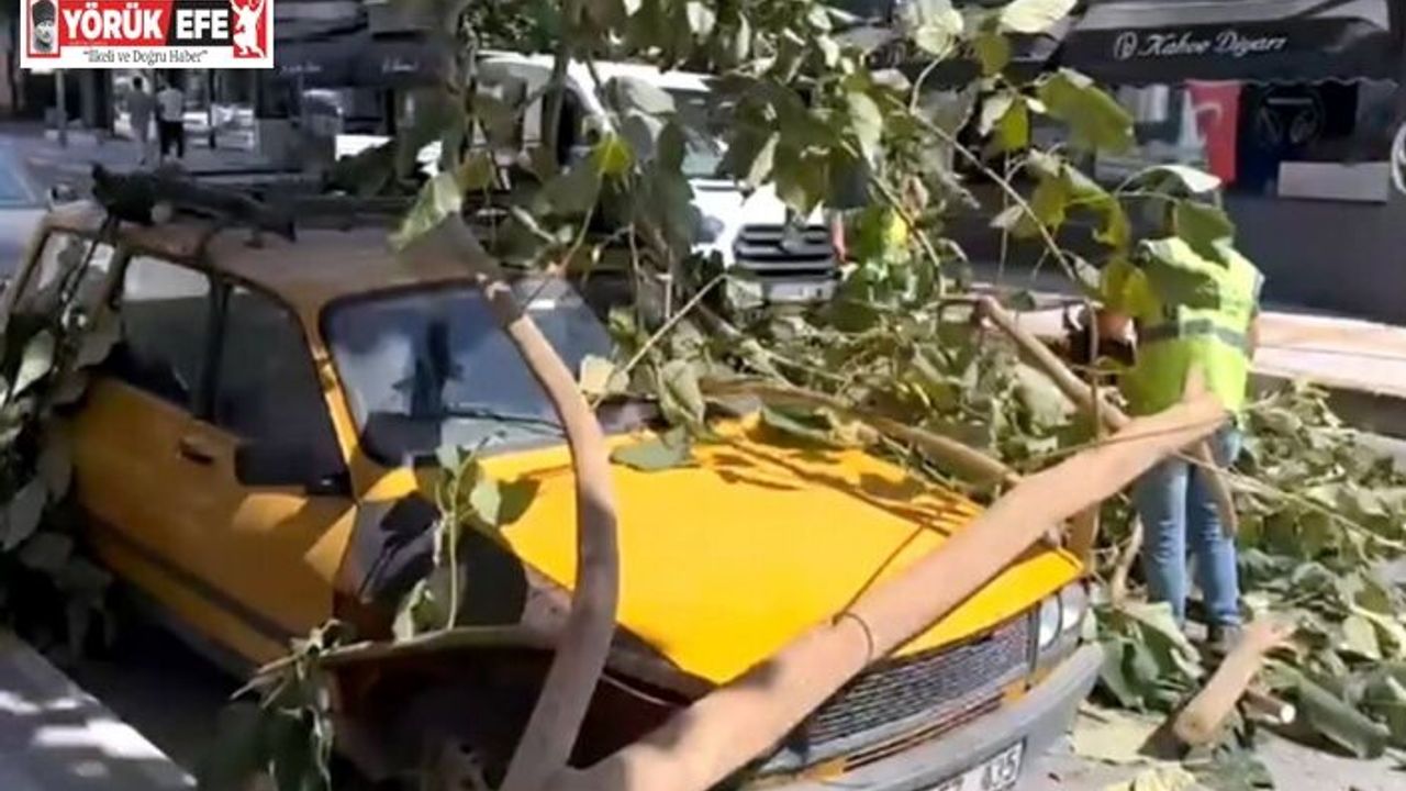 Söke’de ağaç dalı park halindeki aracın üzerine düştü