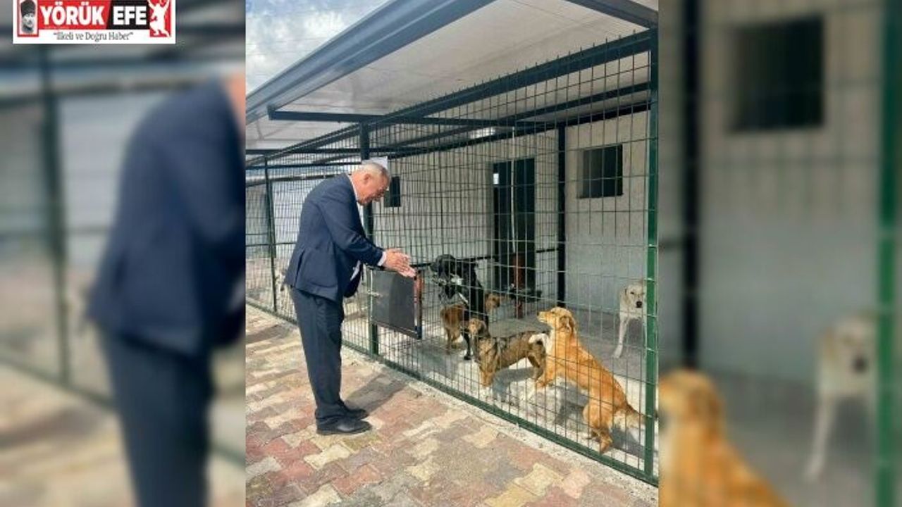 Başkan Yıldırımkaya: "Sultanhisar’da can dostlar emin ellerde"