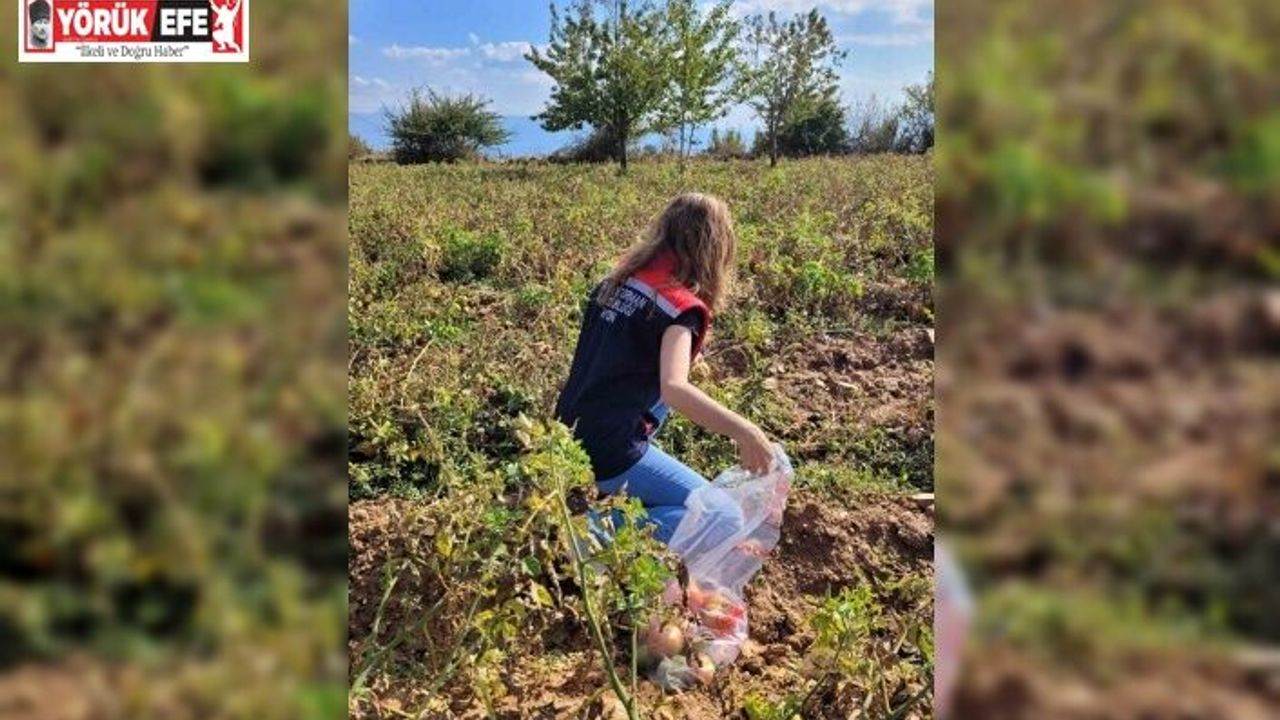 Buharkent’te hasat öncesi pestisit denetimleri sürüyor