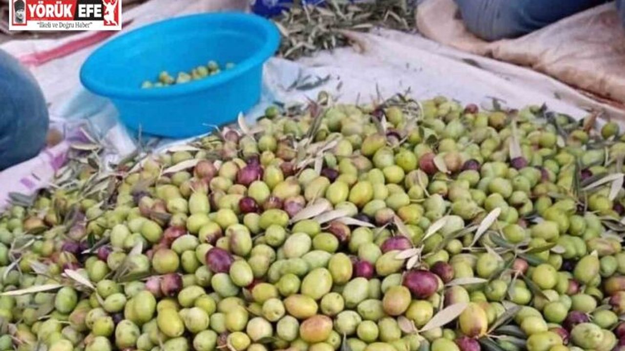 Köşk İlçe Tarım, Aydın Memecik Zeytini’ne dikkat çekti