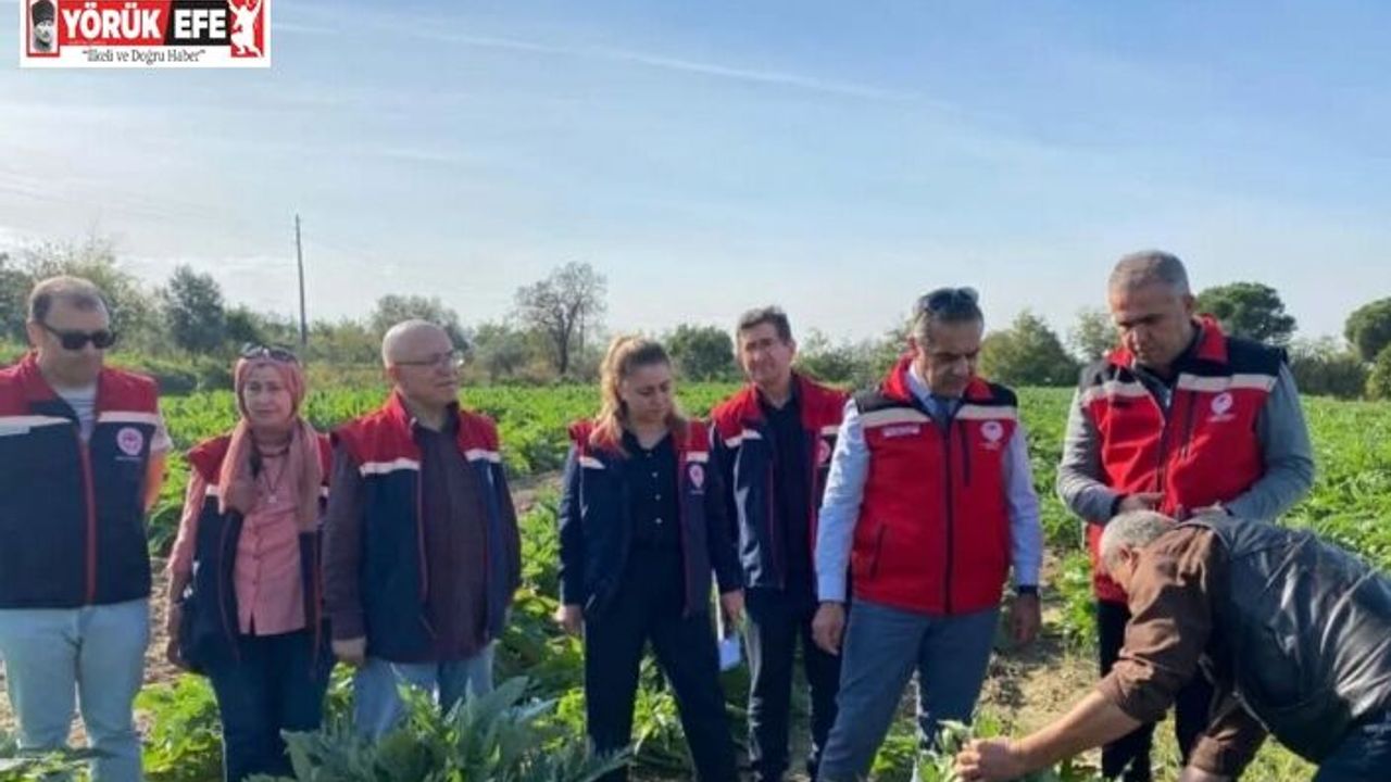 Aydın’da enginar üretimi yükselişte