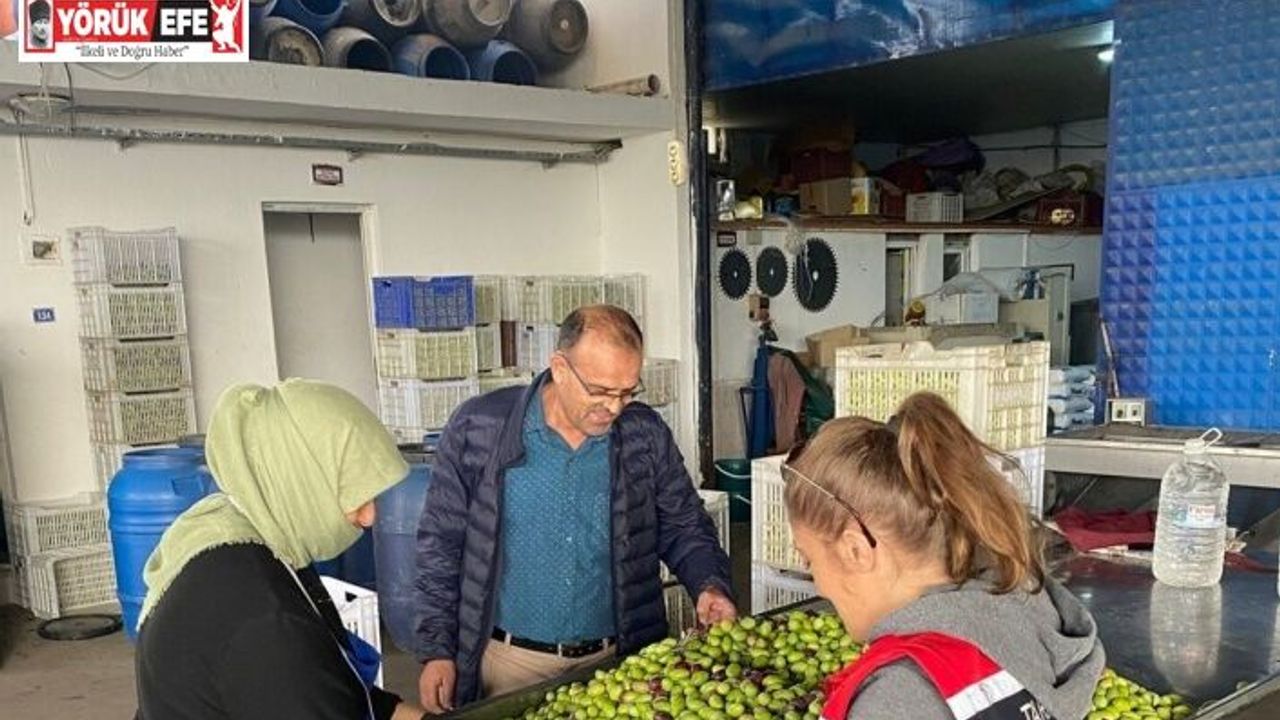 Buharkent’te zeytin rekoltesi ve kalite kontrol çalışmaları sürüyor