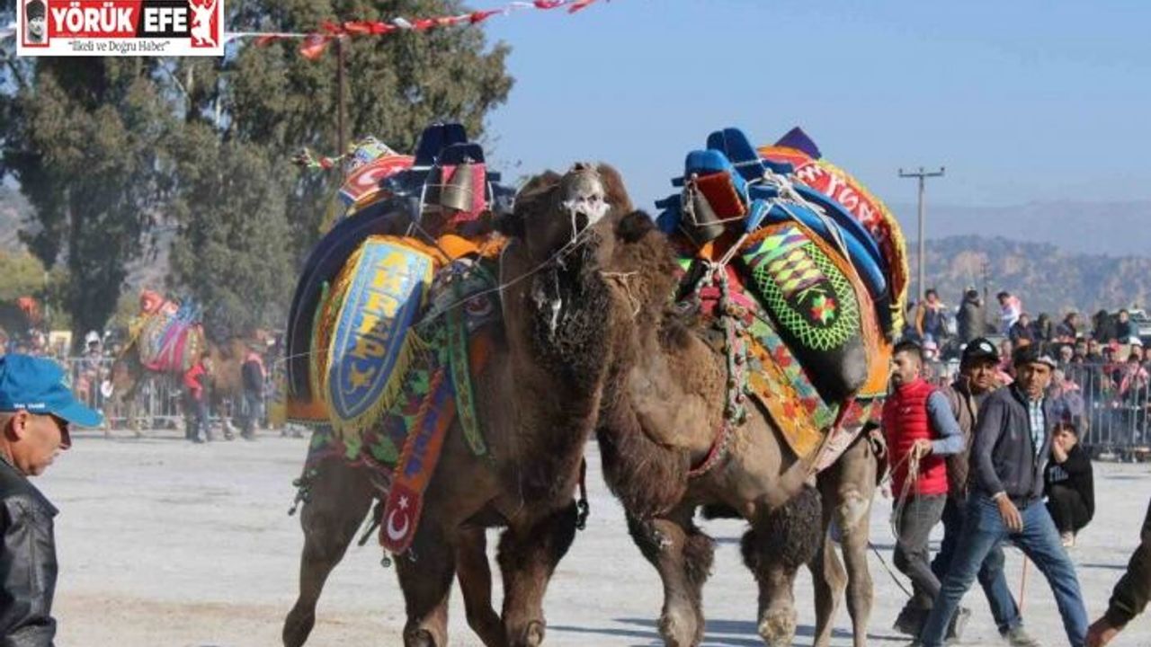 Deve güreşlerinin geleceğini aşılama oranı belirleyecek