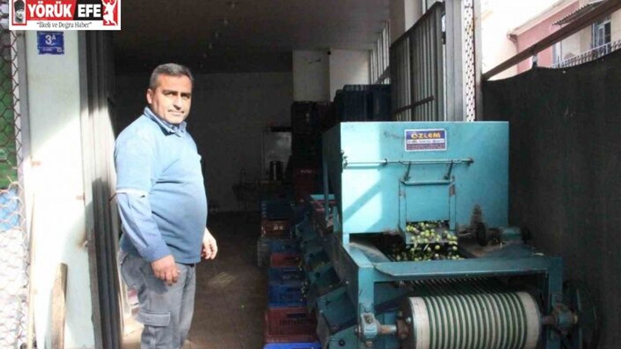 Hasat edilen zeytinler boyuna göre ayrılıyor, fiyatı kaliteyle şekilleniyor