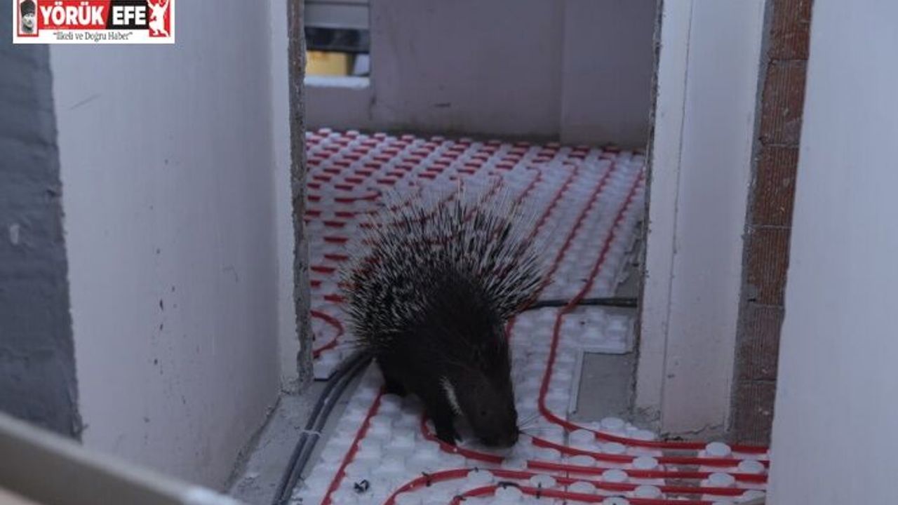 İncirliova’da ekiplerin dikkati nesli tehlikedeki oklu kirpiyi kurtardı