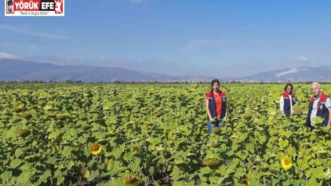 Söke’de 10 bin dekarlık alana ayçiçeği tohumu dağıtılacak