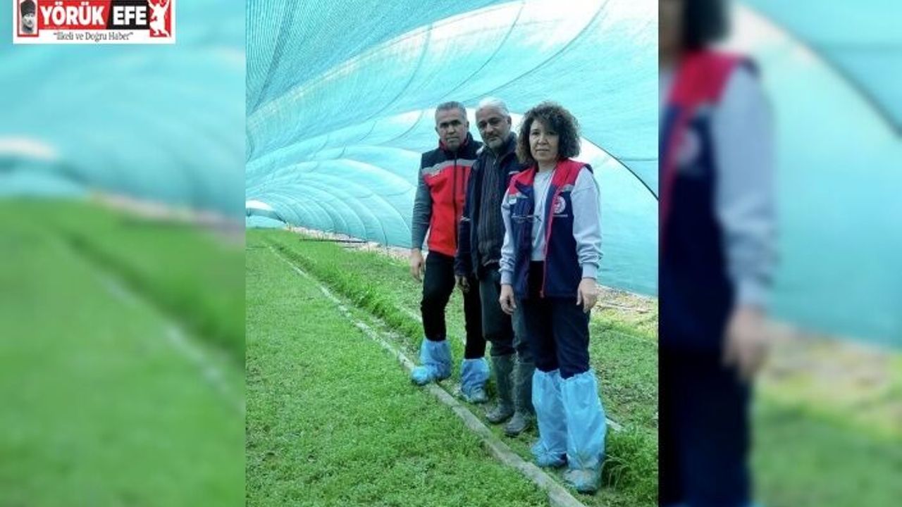 Aydın’da salep orkidesi üretimi büyüyor