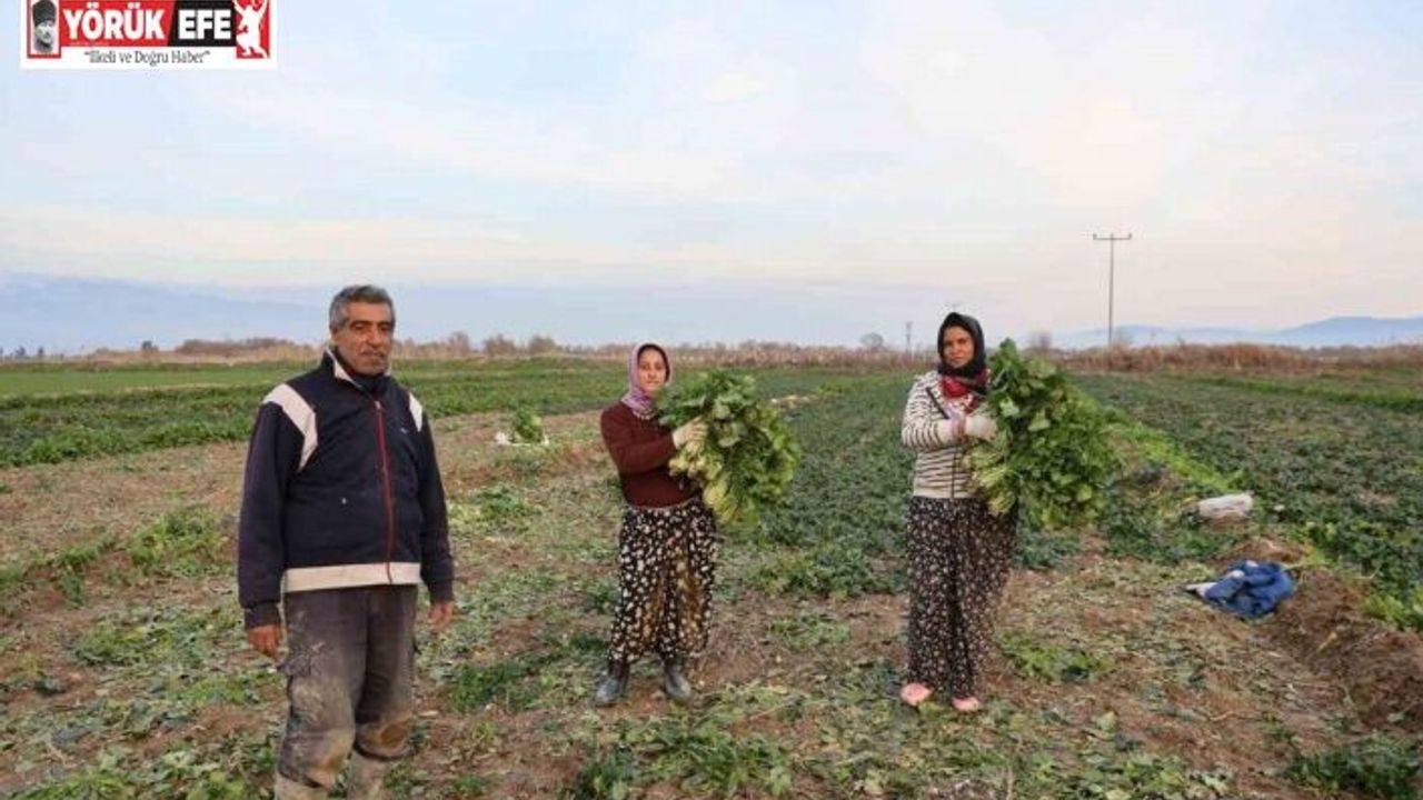 Aydın’da soğuk hava sebzeyi vurdu, tarlada verim düştü