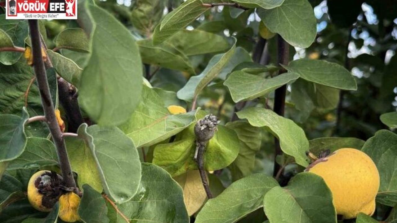 Bir yılda zirai dondan etkilenen üreticilere 54 milyon TL destek yapıldı