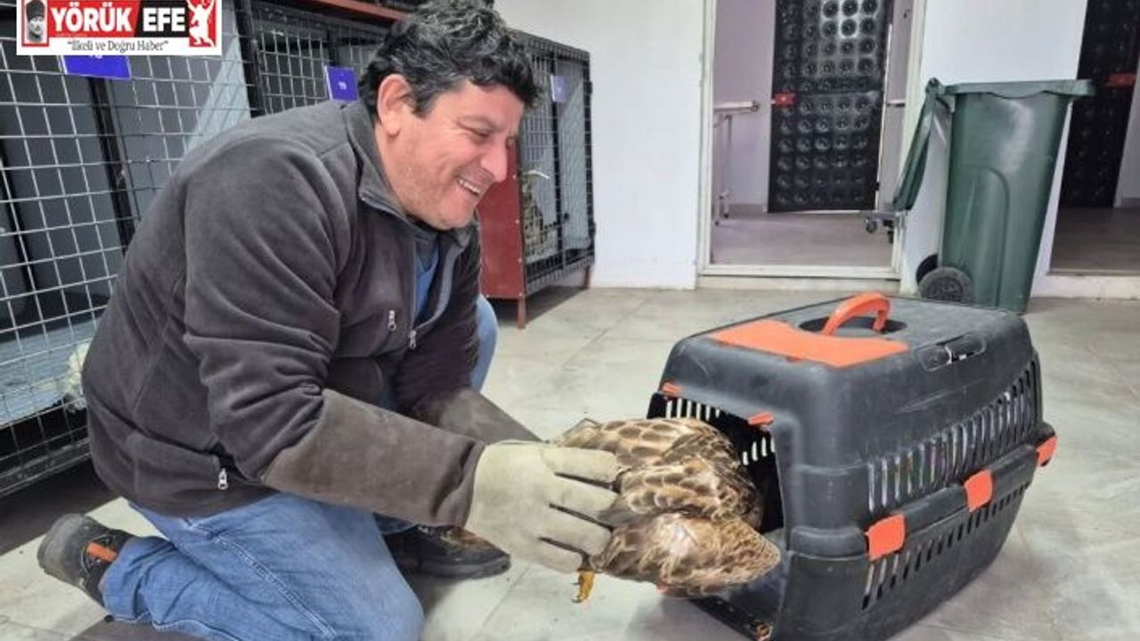 Germencik’te belediyenin ihbar hattı yaban hayvanlarına da umut oluyor