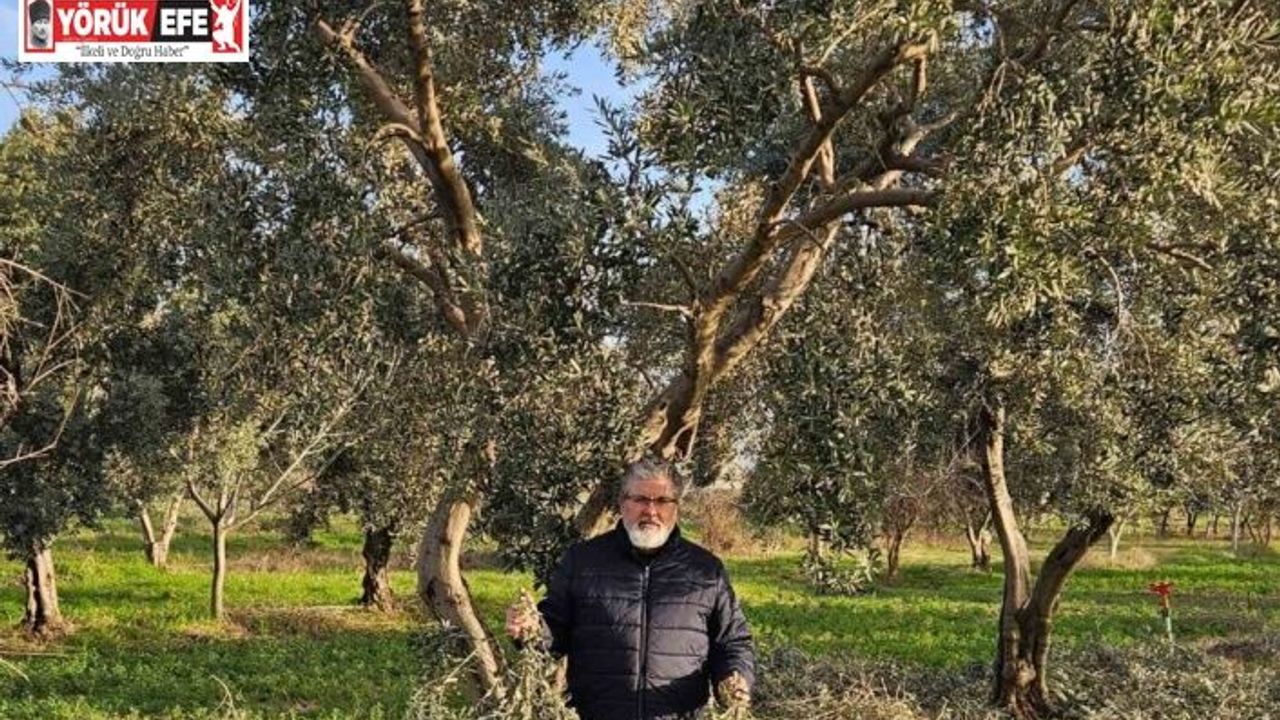 İncir ve Zeytin Bilimsel Araştırmalar Akademisi’nden yeni proje