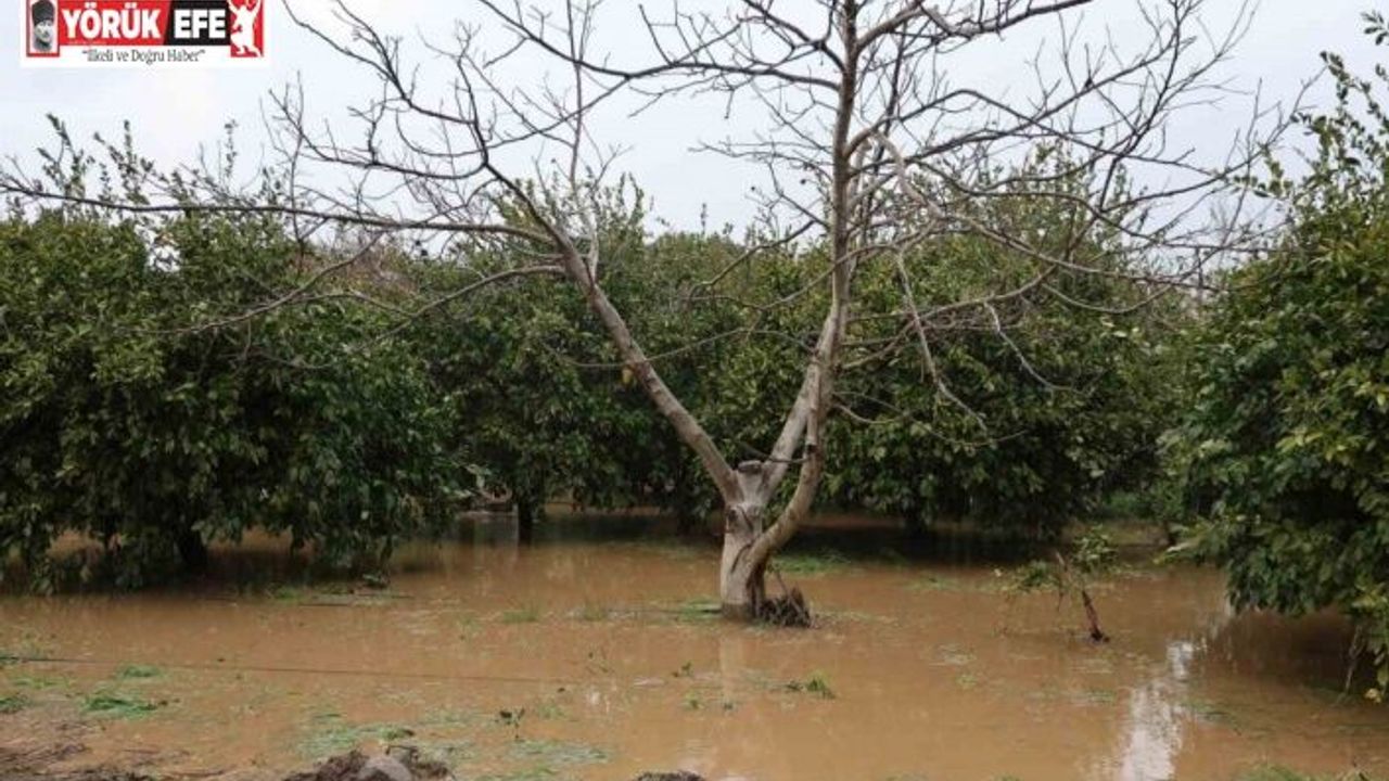 Kuşadası’nda bahçeler göle döndü, ağaçlar sular altında kaldı