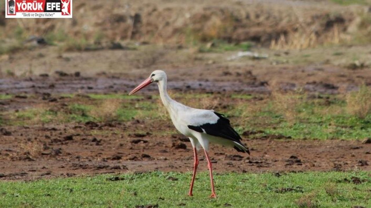 Aydın’da ilk leyleği gördü, bir çuval unu kaptı