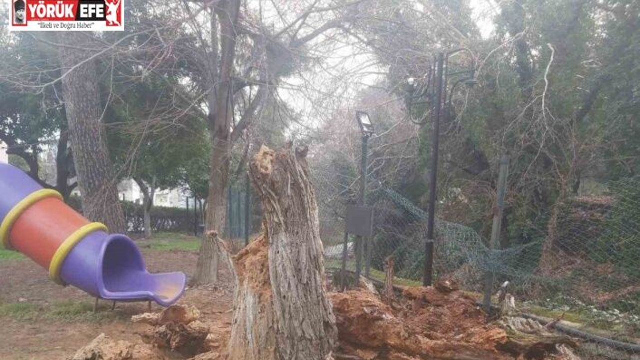 Bozdoğan’da ağaç devrildi, duvar çöktü: 2 yaralı