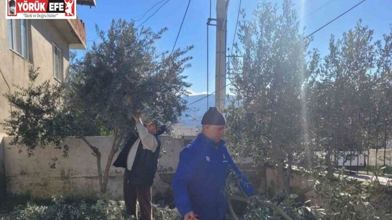 Buharkent’te kursiyerler zeytin ağaçları başında ter döktü