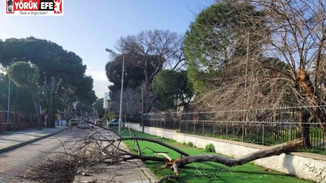 Çürüyen ağaç yola devrildi, facia ucuz atlatıldı