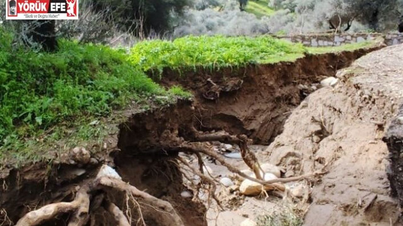 Dere suları yön değiştirdi, zeytinlikte ikinci yatak oluştu