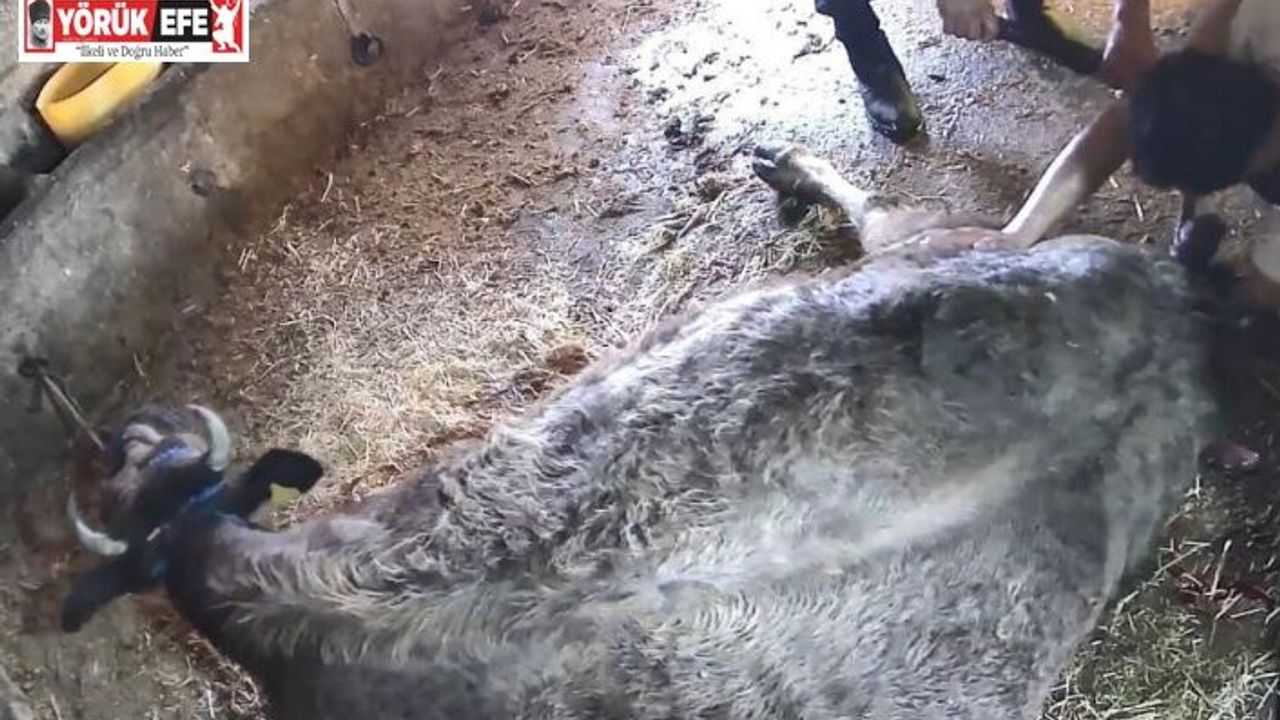 Doğum yapmakta zorlanan ineği sezaryen yapan S.T.’den açıklama: Çağırdılar insanlık namına yardımcı oldum