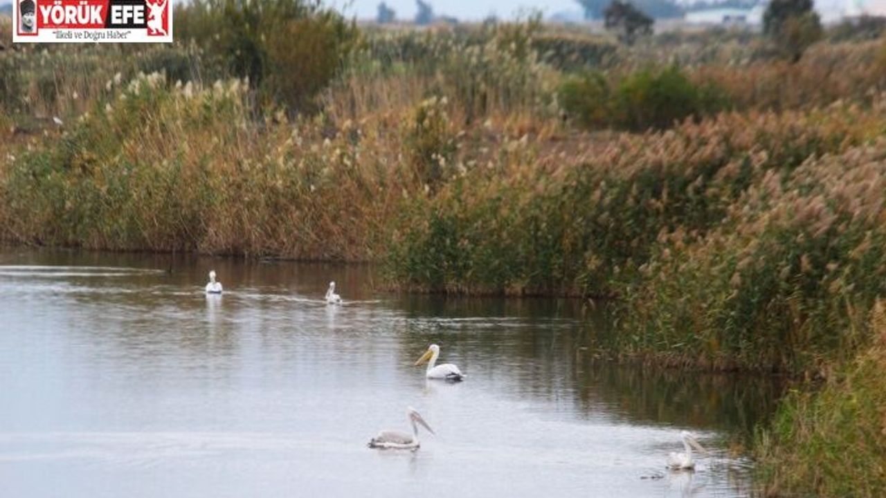 EKODOSD Başkanı Sürücü: "Söke Ovası antik dönemdeki deniz görünümüne döndü"