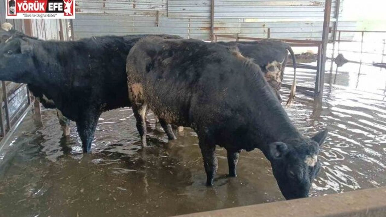 Hayvan damları sular altında kaldı, hayvanlar tahliye ediliyor