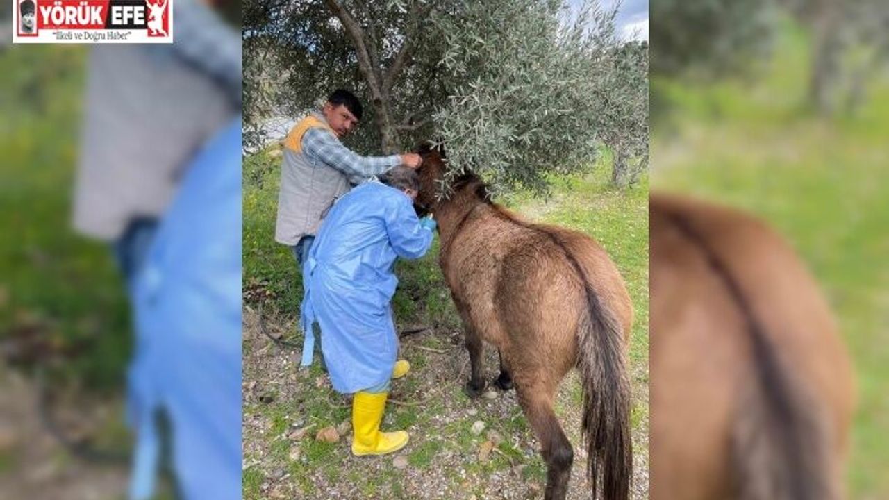 İncirliova’da Afrika At Vebası’na karşı çalışma başlatıldı