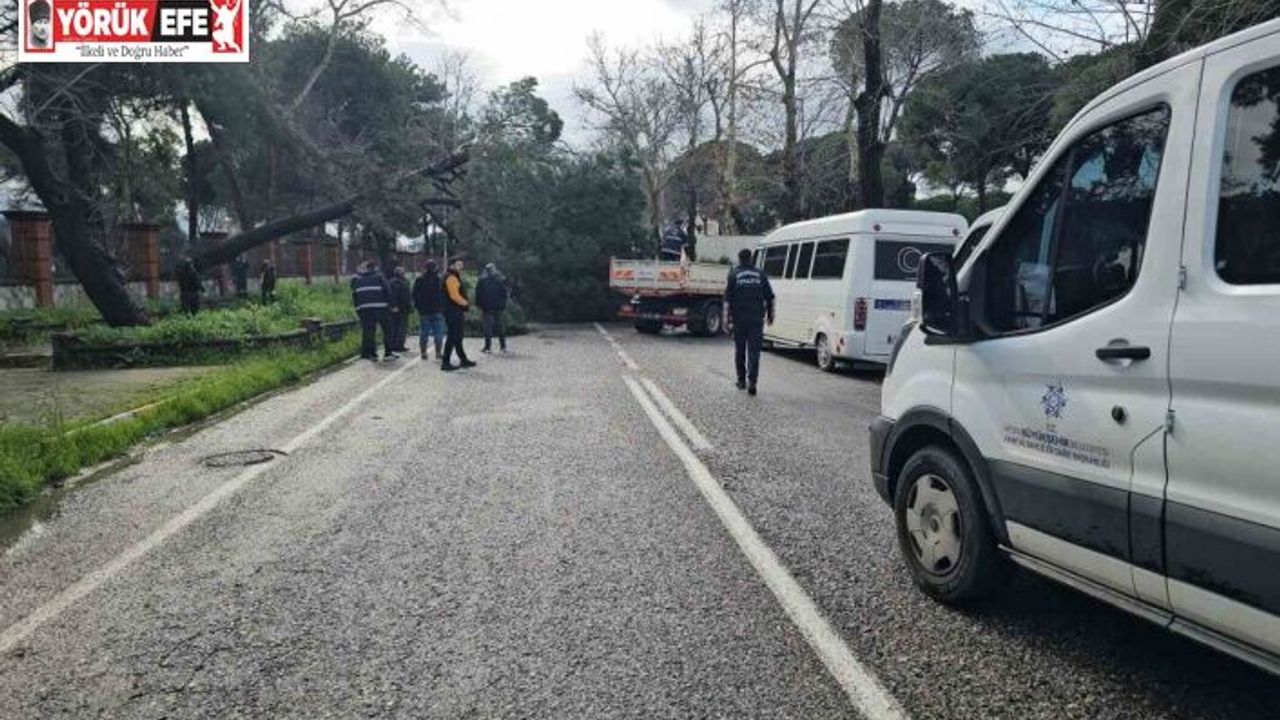 Nazilli’de fırtınayla devrilen dev çam ağacı karayolunu trafiğe kapadı