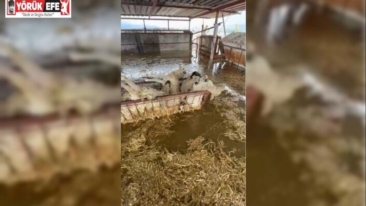 Sular altında kalan hayvan damındaki koyunlar telef oldu