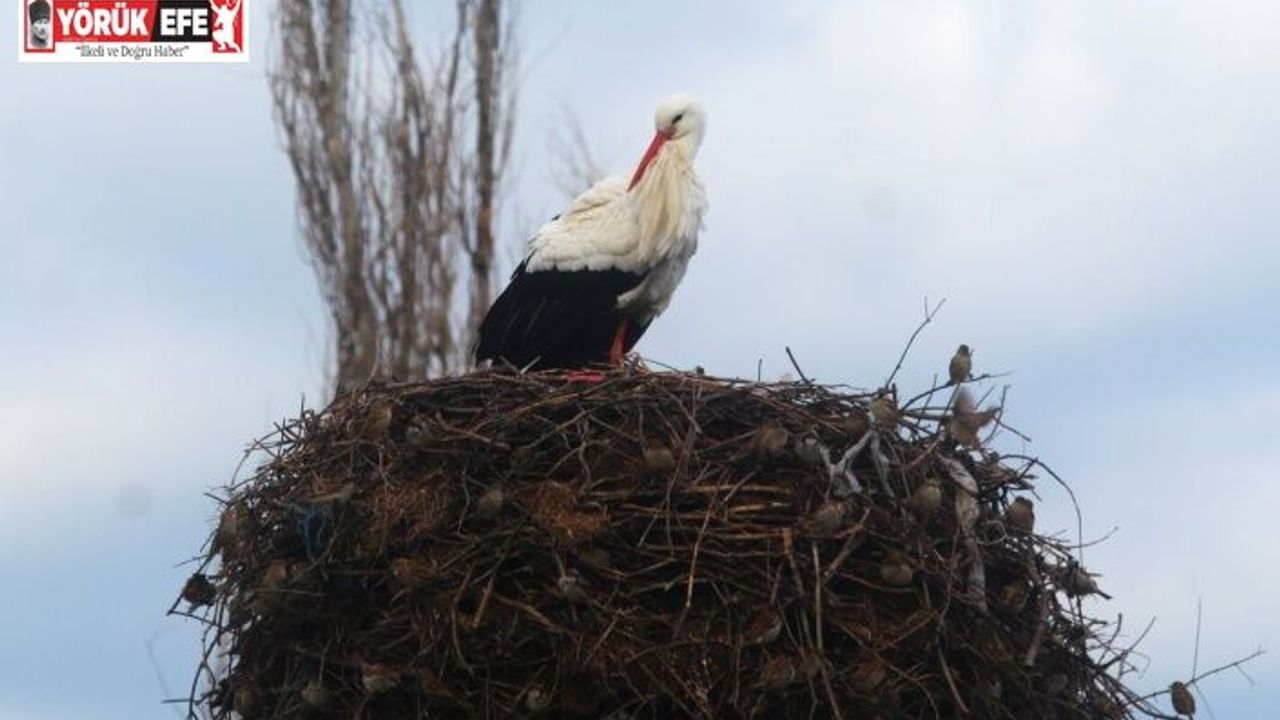 Yılın ilk leylekleri gelmeye başladı, ilk gören 1 çuval unu kaptı