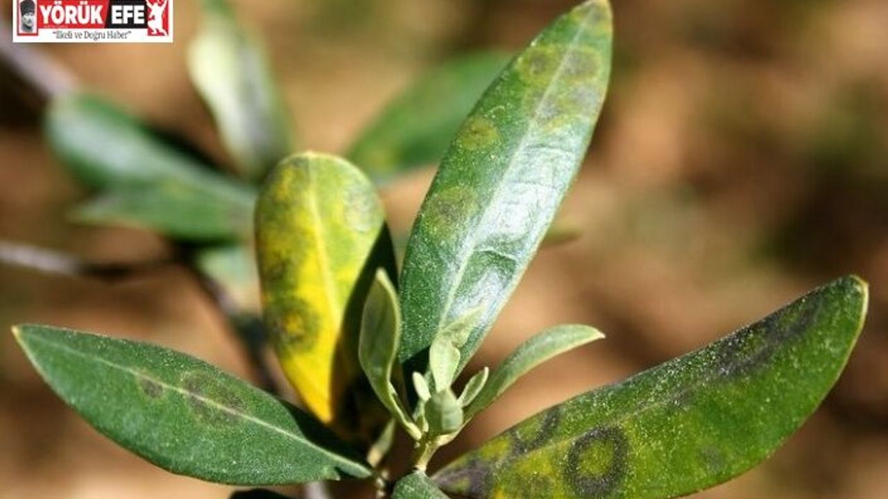 Zeytinde halkalı leke hastalığı ile mücadele çağrısı