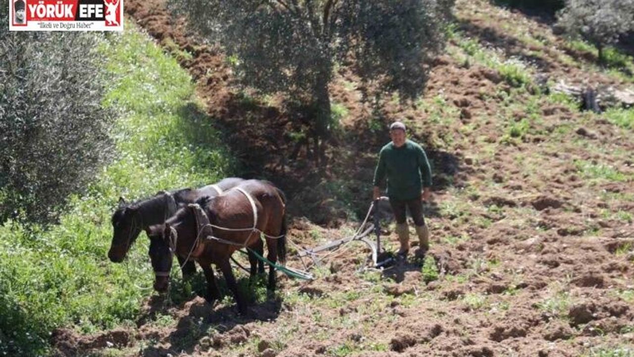 Aydın dağlarında incir ve zeytin üreticisinin karasabanla zorlu mücadelesi başladı