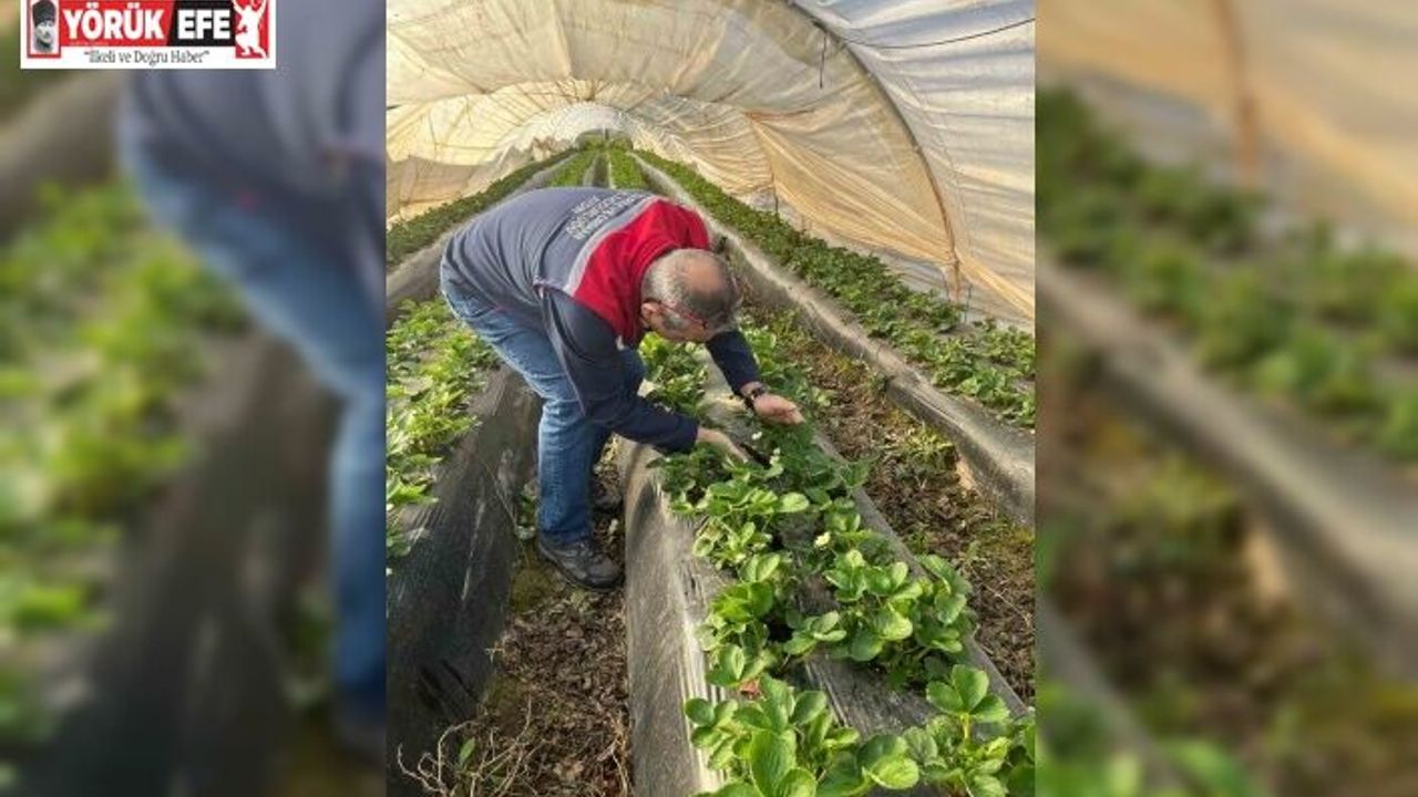 Aydın’da hasat öncesi çilek bahçeleri kontrol edildi